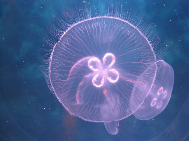 Finding Shedd Aquarium Parking Is Easier than Ever