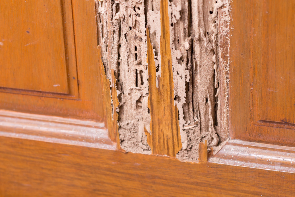 What You Should Know about Termites in Minnesota (MN)