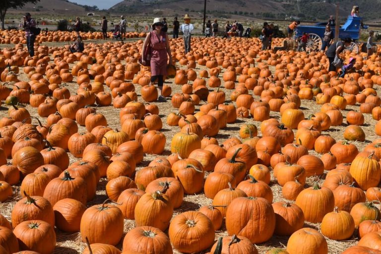 Top 30 Spooky Things to Do on Halloween near You