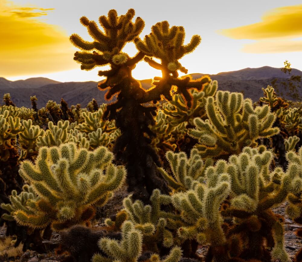 Cholla Cactus Garden Joshua Tree